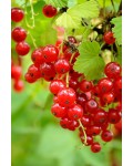 Смородина красная Виксне средне-ранняя | Порічка червона Віксне середньо-рання | Ribes rubrum Viksne